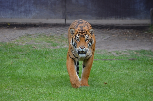 動物 野生動物 動物園 猫 写真