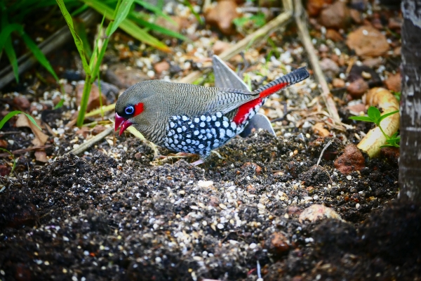 自然 鳥 葉 野生動物 写真