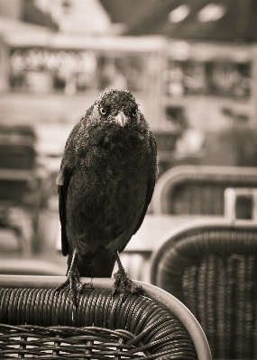 鳥 黒と白
 湖 嘴 写真