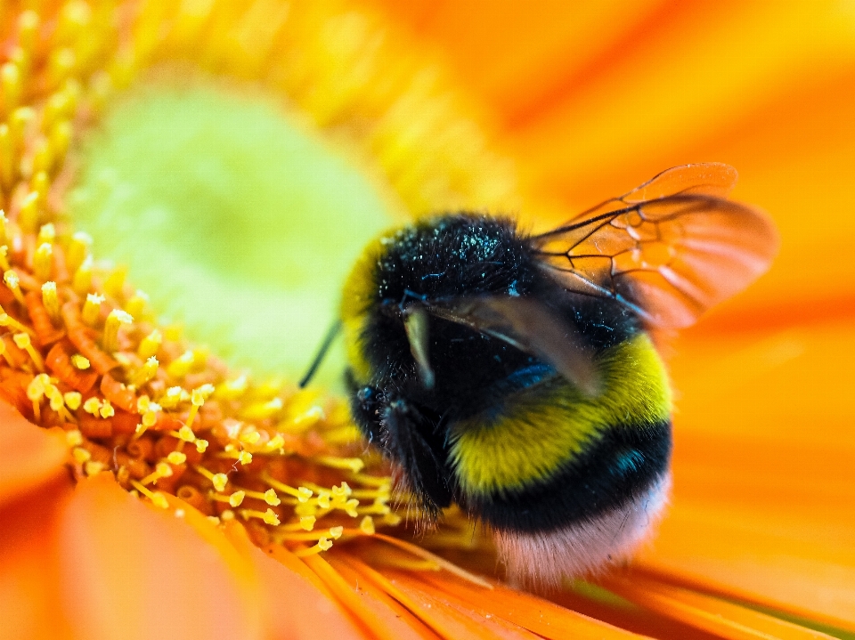 Nature fleurir la photographie fleur