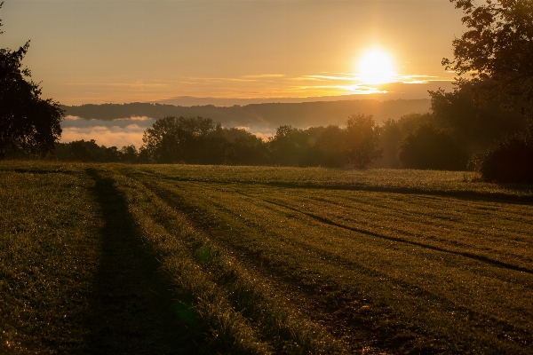 Landschaft baum natur gras Foto