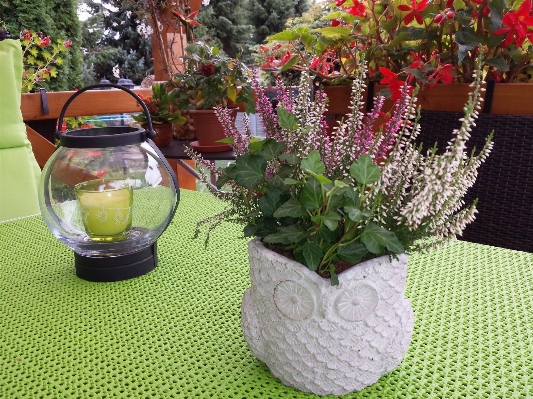 植物 花 秋 公園 写真