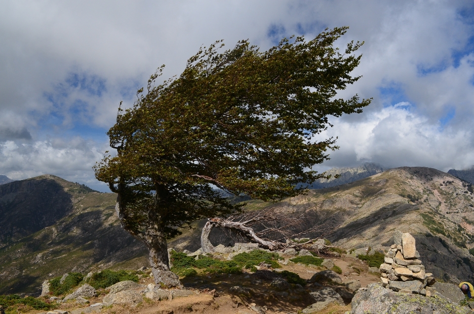 Landscape tree nature rock