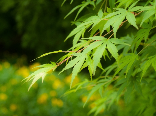 Foto árbol bosque césped rama