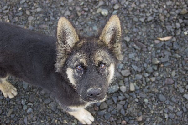 Foto Alam anak anjing mamalia