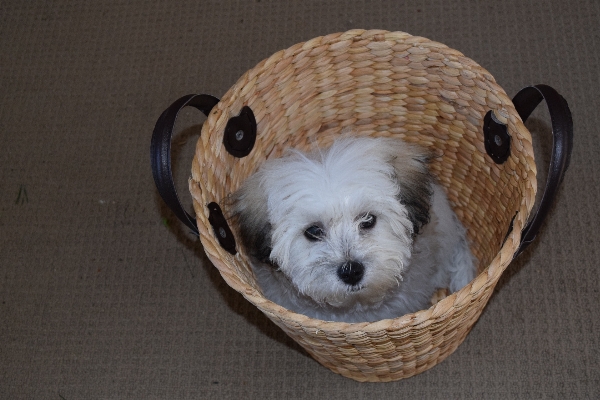 White puppy dog animal Photo