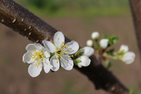 Baum natur zweig blüte Foto