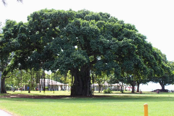 Foto árvore plantar céu madeira