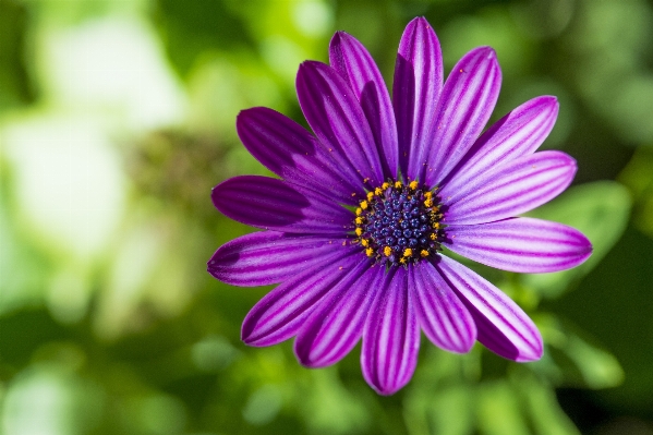 Nature blossom plant photography Photo