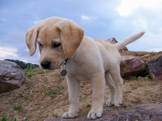 Foto Anak anjing satwa imut-imut