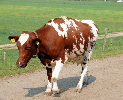 Field farm meadow animal Photo