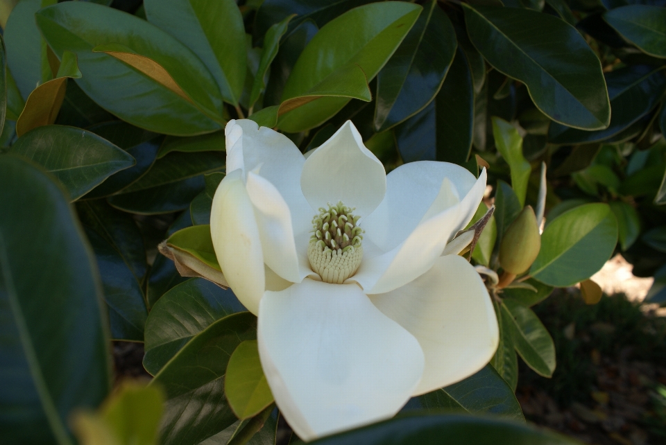 Blüte anlage weiss blume