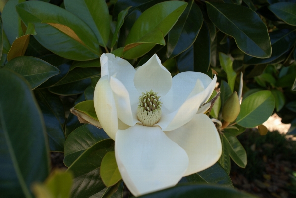 Foto Florescer plantar branco flor