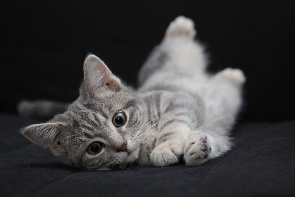 動物 かわいい ペット 子猫