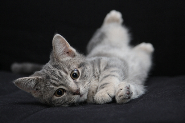 Foto Animale carino domestico gattino