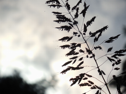 Photo Paysage arbre nature herbe