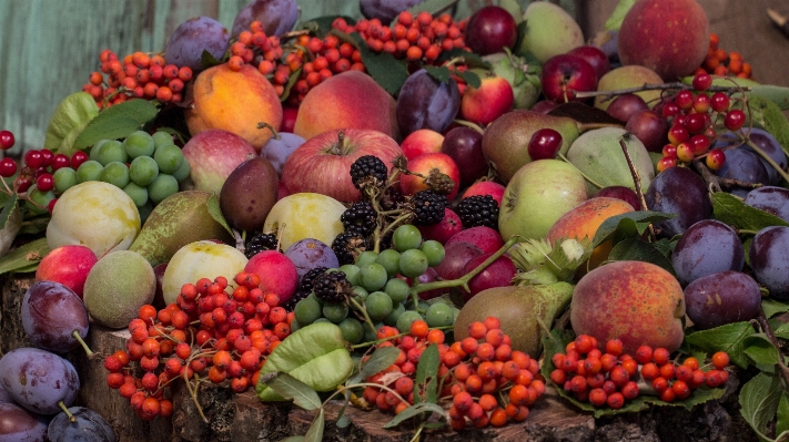 Apple plant fruit food Photo