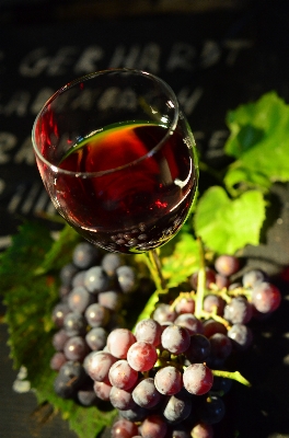 Plant grape wine fruit Photo