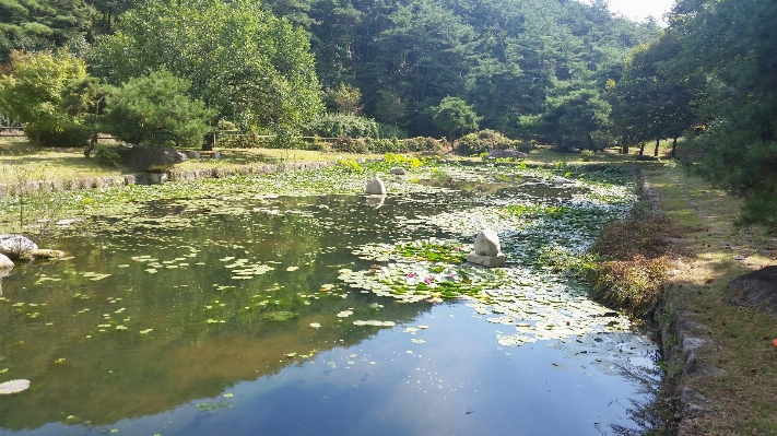 Landscape forest creek wilderness Photo