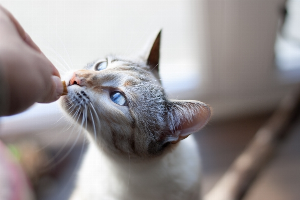 Foto Satwa peliharaan anak kucing