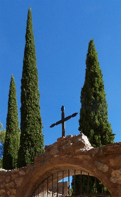 Tree plant flower monument Photo