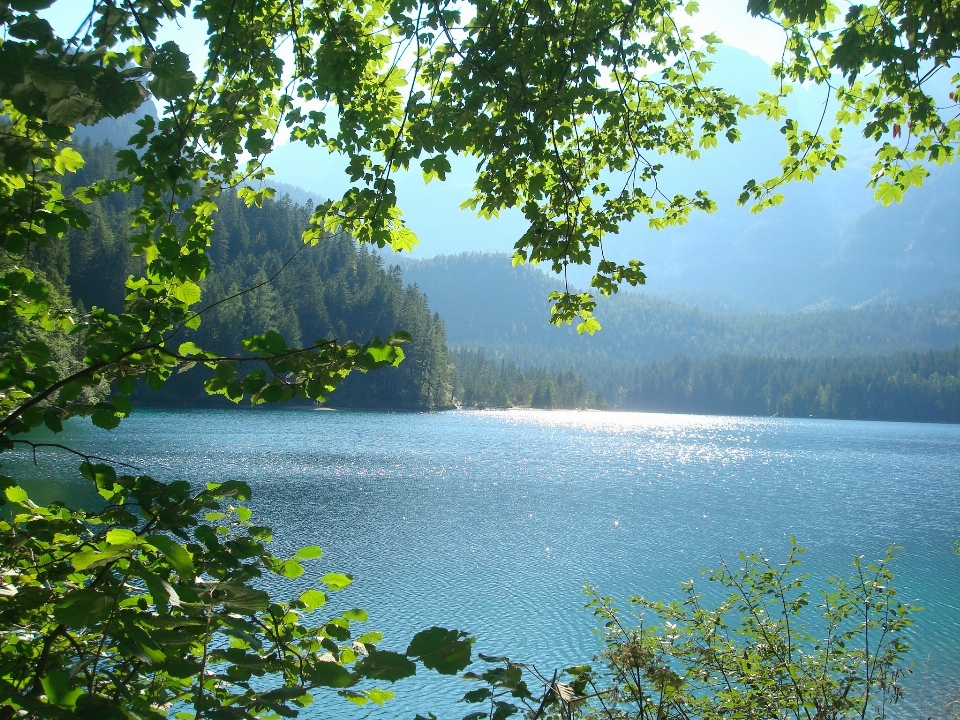 風景 木 水 自然