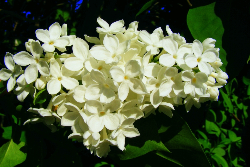 Natura fiore pianta bianco