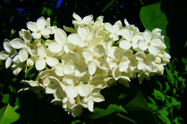 Nature blossom plant white Photo