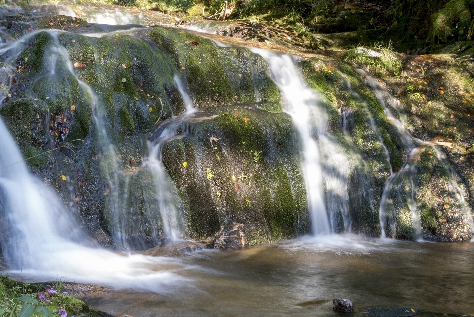 Acqua natura foresta cascata