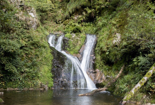 Water nature forest waterfall Photo