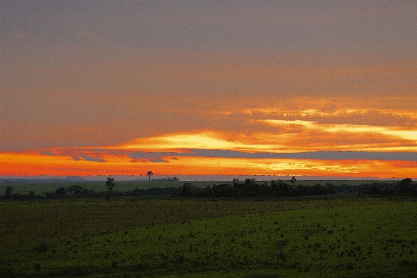 Tree grass horizon cloud Photo