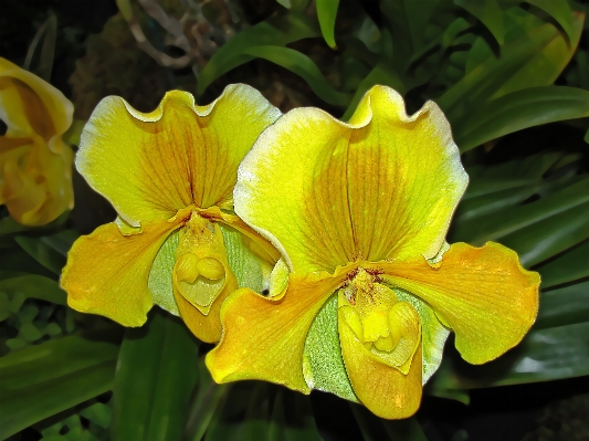 Plant flower botany yellow Photo