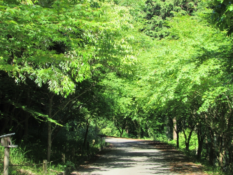 Pohon alam hutan tanaman