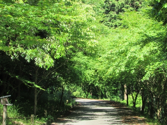 Tree nature forest plant Photo