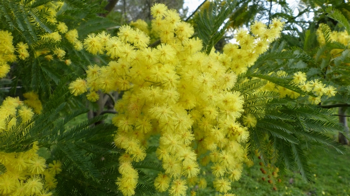 Baum anlage blume blühen Foto