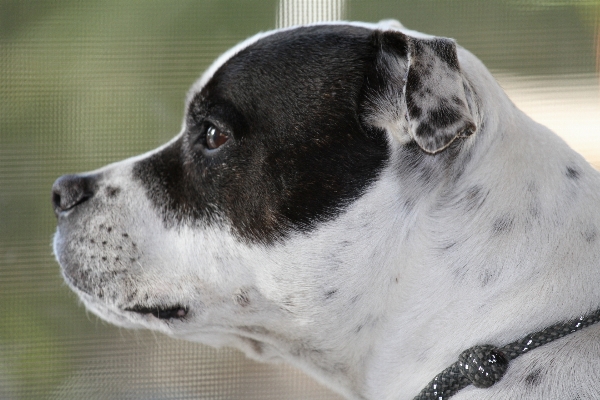 White dog animal cute Photo