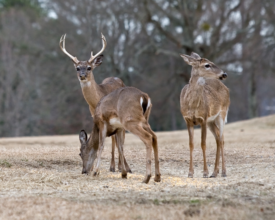 Nature région sauvage
 groupe animal