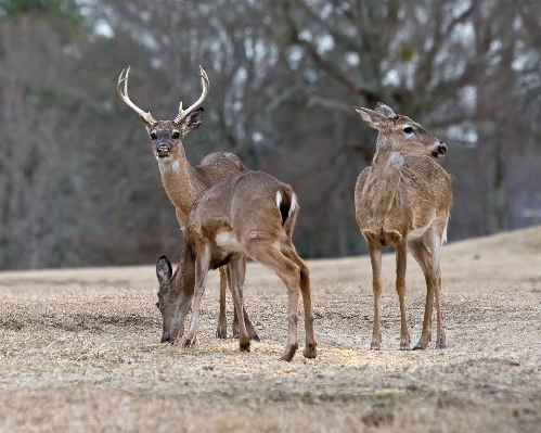 Nature wilderness group animal Photo