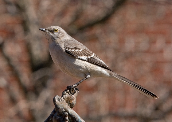 Nature branch bird bokeh Photo