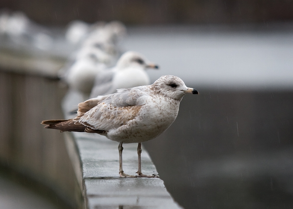 Outdoor winter bird wing