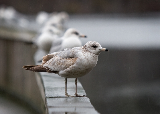 Draussen winter vogel flügel Foto