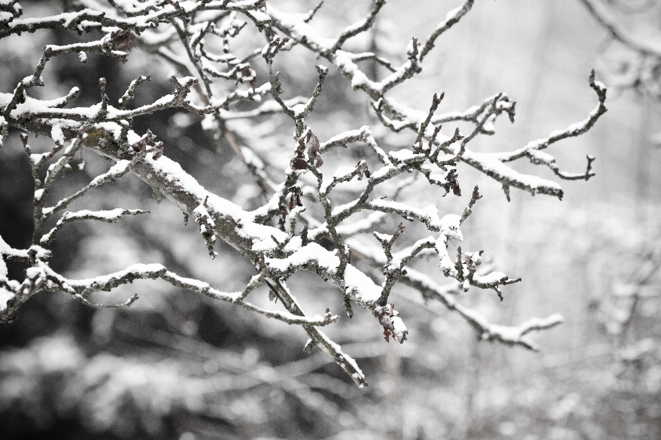 Albero natura ramo nevicare