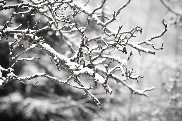 Foto árvore natureza filial neve