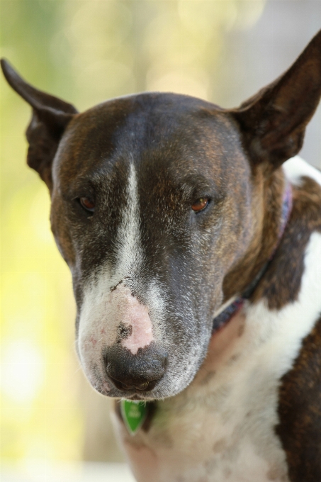 Branco cachorro animal bonitinho