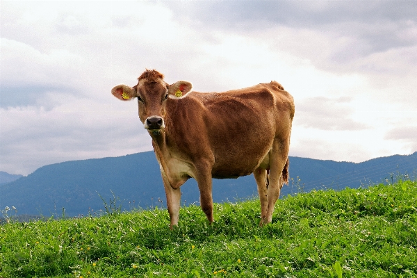 Nature grass field farm Photo