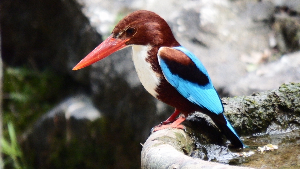 Nature oiseau faune sauvage