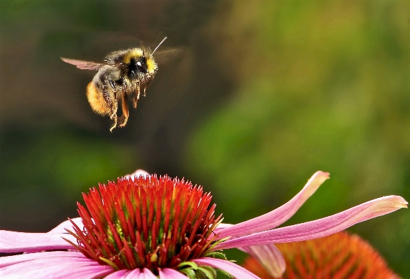 Nature blossom plant air Photo