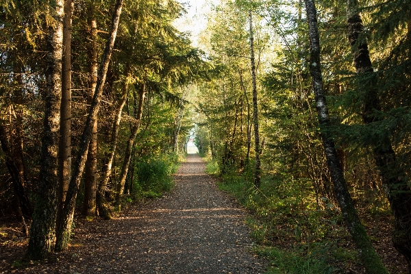 Tree nature forest wilderness Photo