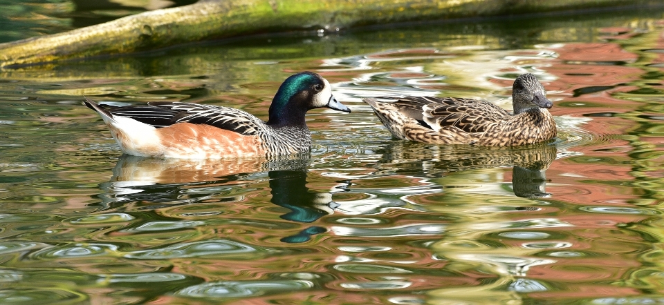 Woda natura ptak światło słoneczne