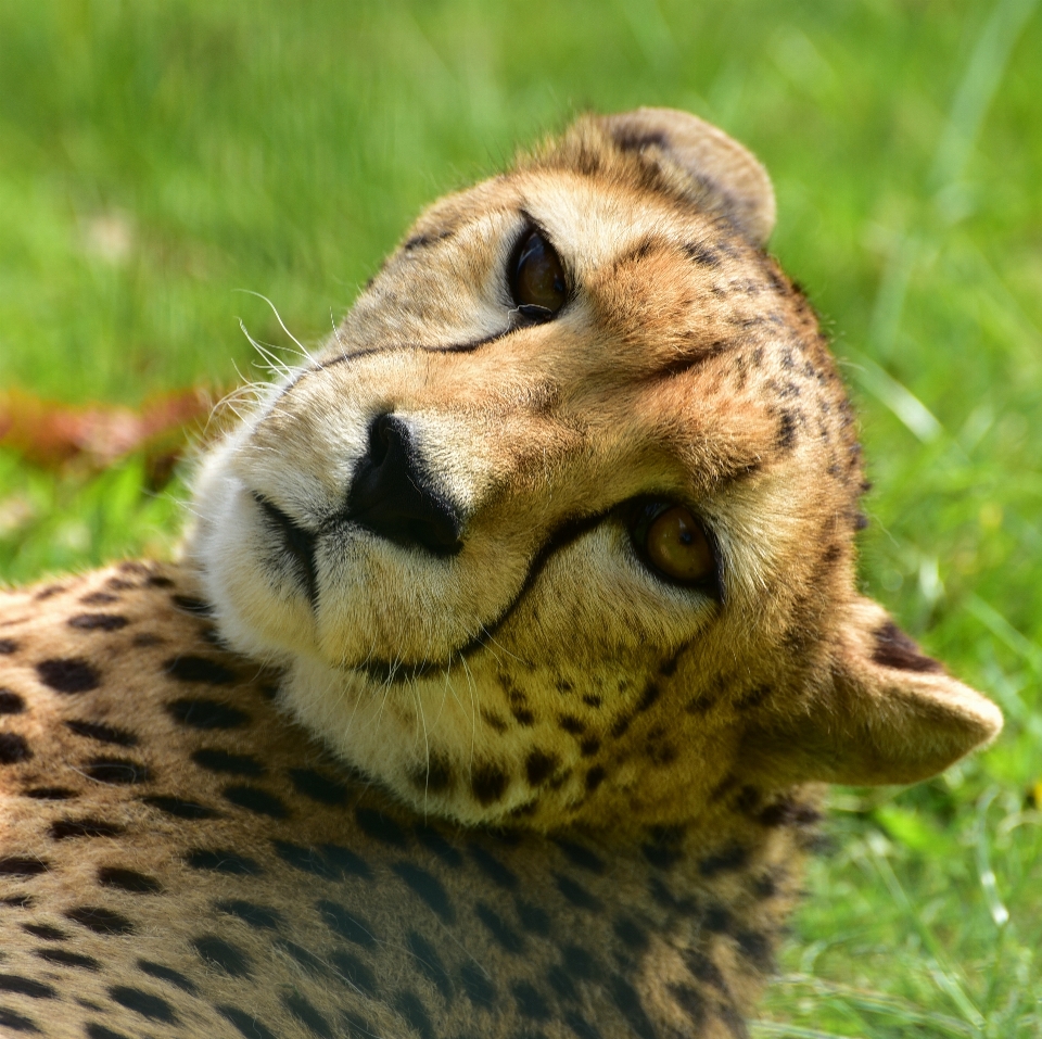 自然 動物 野生動物 野生